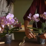 DRIED OUT ORCHID LEAVES DO NOT MEAN THE PLANT NEEDS WATER