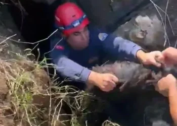 GOAT THAT FELL INTO A PIT IN ADANA RESCUED BY FIREFIGHTERS