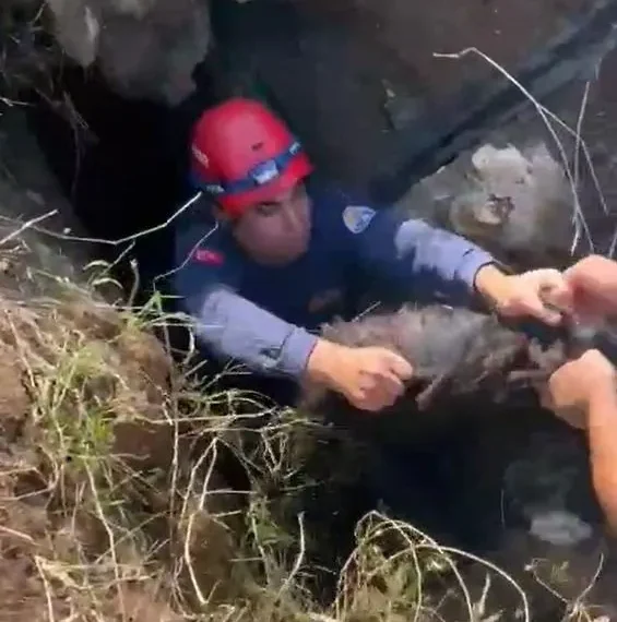 GOAT THAT FELL INTO A PIT IN ADANA RESCUED BY FIREFIGHTERS