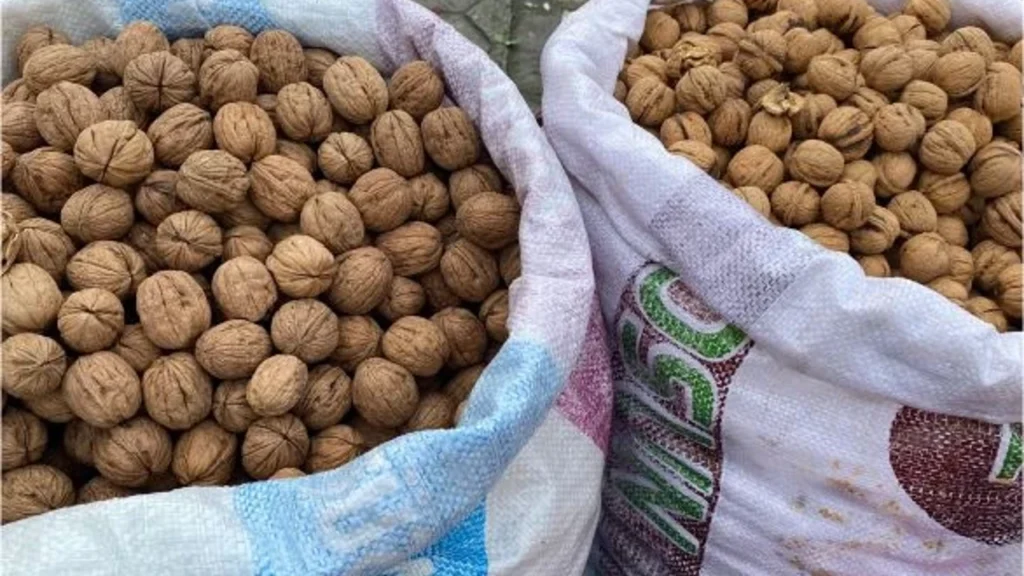 HIGH YIELD IN THIS YEAR’S WALNUT HARVEST HAS PLEASED PRODUCERS