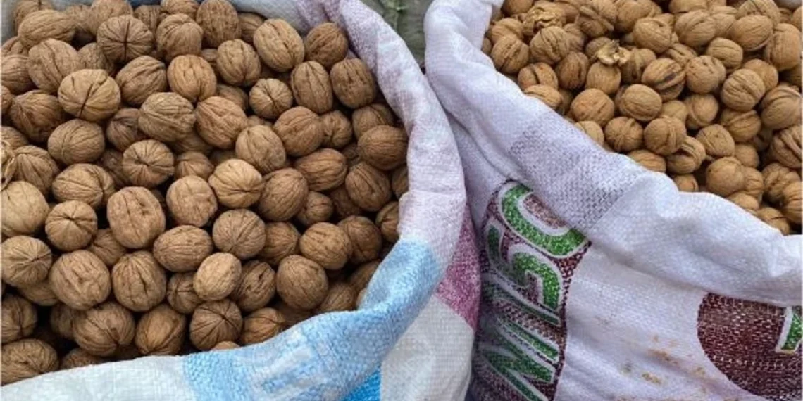 HIGH YIELD IN THIS YEAR’S WALNUT HARVEST HAS PLEASED PRODUCERS