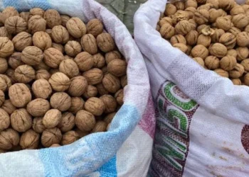 HIGH YIELD IN THIS YEAR’S WALNUT HARVEST HAS PLEASED PRODUCERS