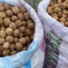 HIGH YIELD IN THIS YEAR’S WALNUT HARVEST HAS PLEASED PRODUCERS