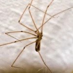 IF YOU SEE A LONG LEGGED SPIDER INSIDE YOUR HOME DON'T REACH FOR THE VACUUM CLEANER