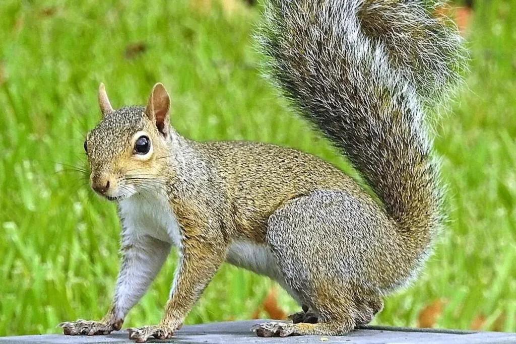 IN 1968 MILLIONS OF SQUIRRELS SUDDENLY CROSSED THE UNITED STATES