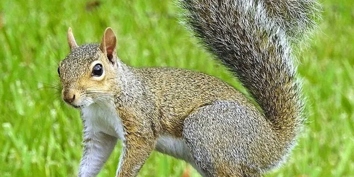 IN 1968 MILLIONS OF SQUIRRELS SUDDENLY CROSSED THE UNITED STATES