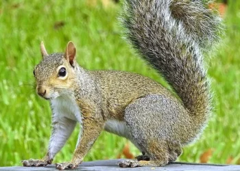 IN 1968 MILLIONS OF SQUIRRELS SUDDENLY CROSSED THE UNITED STATES