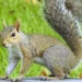 IN 1968 MILLIONS OF SQUIRRELS SUDDENLY CROSSED THE UNITED STATES