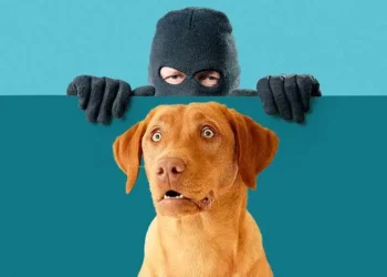 ONE PERSON HAS BEEN ARRESTED IN CONNECTION WITH THE THEFT OF TWO DOGS